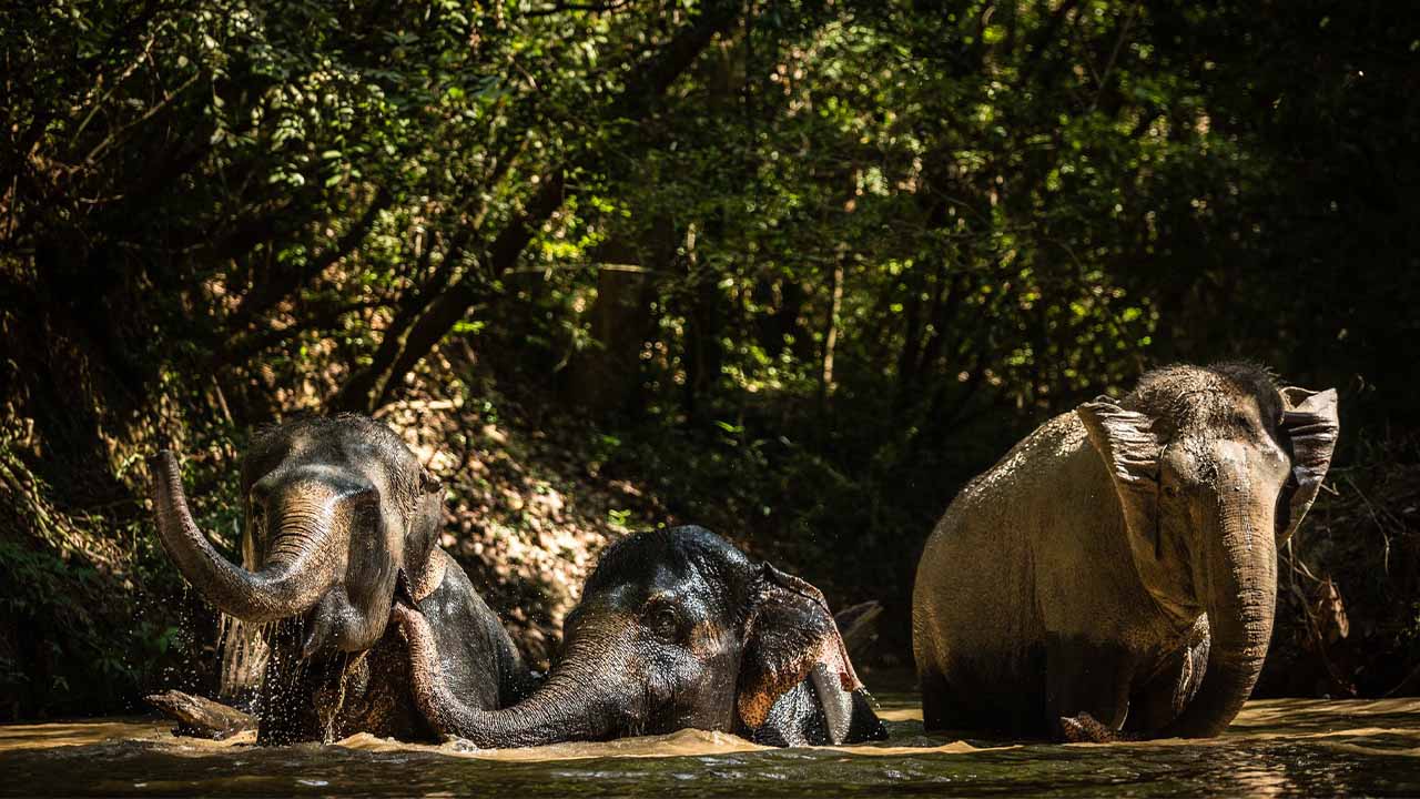 Elephant at Phnom Kulen mountain